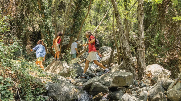 A group of hikers navigates rocky terrain in a lush forest, surrounded by trees and greenery, enjoying an outdoor adventure.