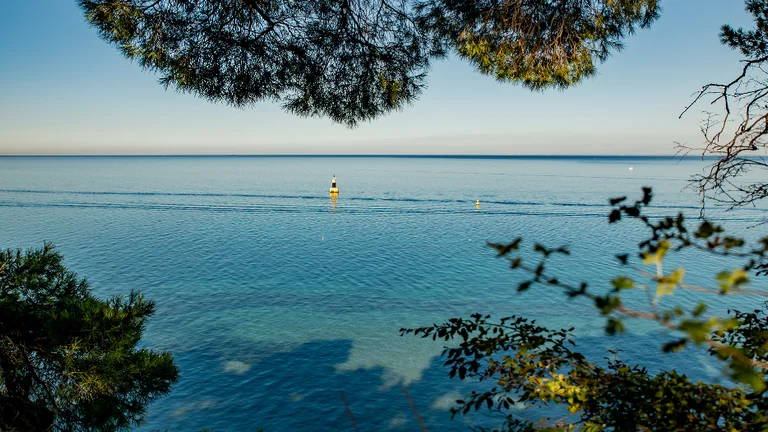 Peaceful sea view from the Ankaran coastline in Slovenia, framed by pine trees and clear waters.