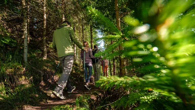 A group of hikers making their way along a shaded forest trail, surrounded by dense pine trees.