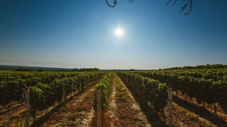 Long rows of grapevines stretching toward the horizon under a bright summer sun.