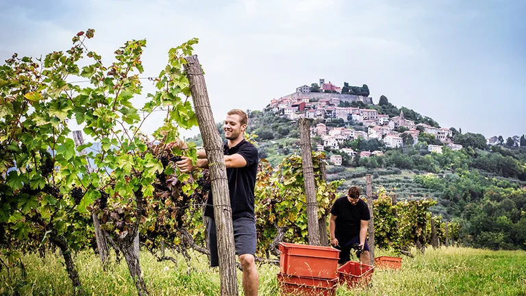 Two workers harvest grapes in a vibrant vineyard, with a picturesque hillside village and cloudy sky in the background.