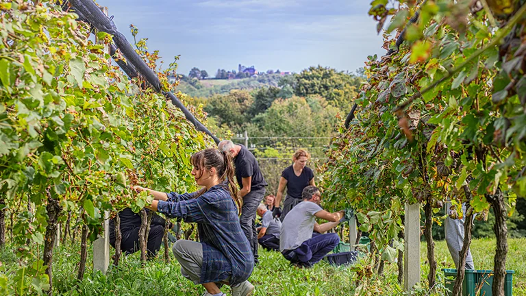 A group of people harvest grapes in a lush vineyard, surrounded by green foliage and rolling hills under a clear sky.