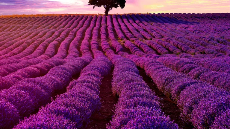 Lavender fields in Chirpan, Bulgaria, filled with purple blooms and people celebrating the International Lavender Festival under a bright sky.