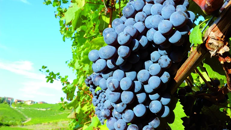A bunch of ripe grapes hanging on a vine in a garden in Bulgaria, with green leaves in the background.