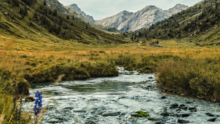 Mountain stream flowing through a grassy valley with distant peaks and wildflowers in the foreground.