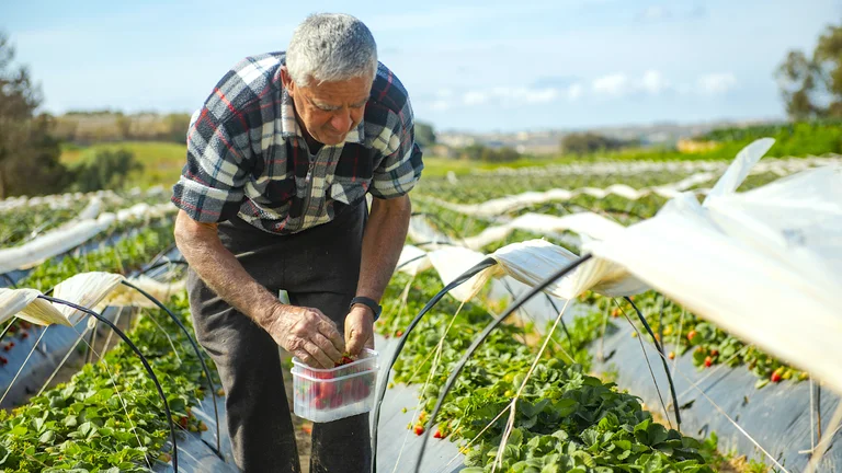 Elderly man picking strawberries in a sunny field with rows of plants.