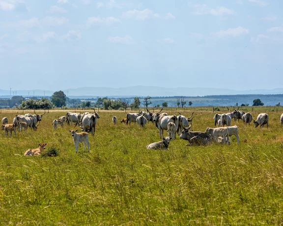 Recreation and nature await at Fertő-Hanság National Park