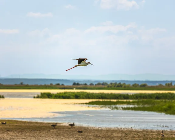 Walk through the wetlands to see birdlife at Fertő-Hanság National Park