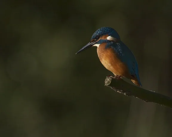 Seek out tiny new feathered friends at Gordnje Podunavlje Regional Park