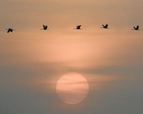 Witness extensive bird migration