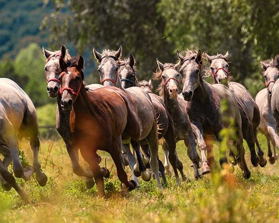 Thrill to the sight of majestic horses at Lipik Stud Farm.