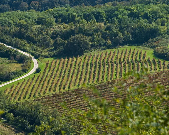 the lush vineyards of Završje.