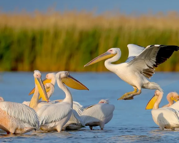 Take your binoculars and patience, and you'll see pelicans in the Danube Delta.
