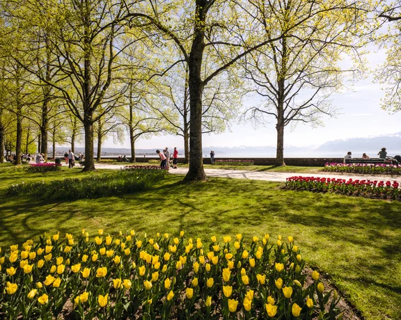 A serene springtime scene from the Montreux Tulip Festival, showcasing rows of vibrant yellow and red tulips lining a park with lush green grass, framed by tall trees with fresh leaves, overlooking Lake Geneva.