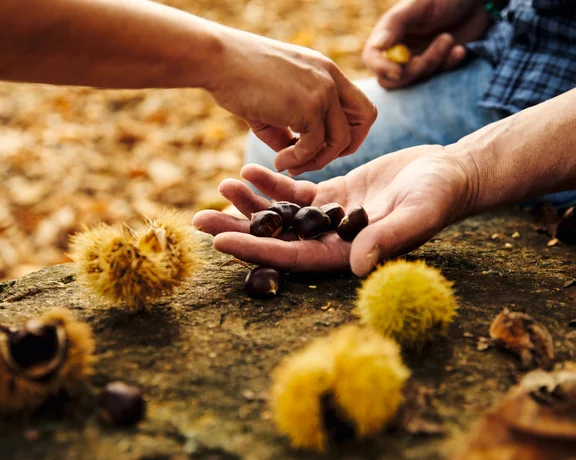 A close-up of hands sharing freshly harvested chestnuts in an autumnal setting, with spiky chestnut husks and fallen leaves on a rustic wooden surface.