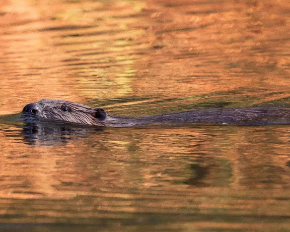A beaver swims in calm water, reflecting autumnal colors in the background, showcasing its sleek fur and distinctive snout.