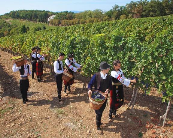 Group of people in traditional Serbian folk costumes harvesting grapes in a vineyard.