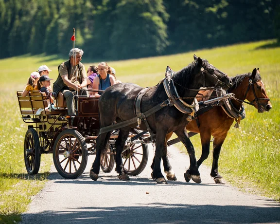 Horse-drawn carriage with people riding along a sunny, grassy country road.
