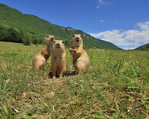 Three marmots standing upright in a grassy field with mountains in the background.