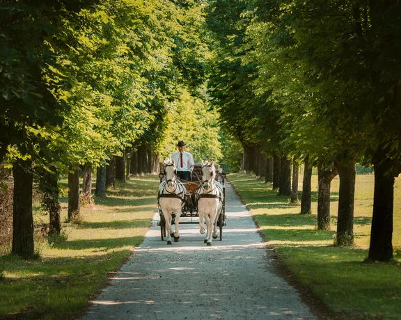Carriage pulled by two white horses along a tree-lined path on a sunny day.